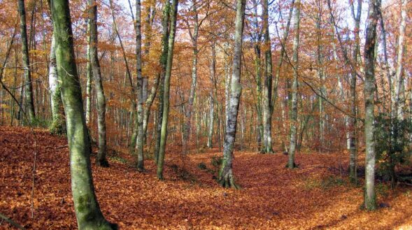 fageda d'en jorda