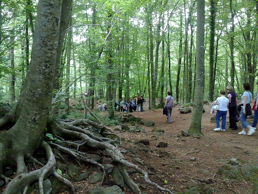 fageda d'en jorda - garrotxa