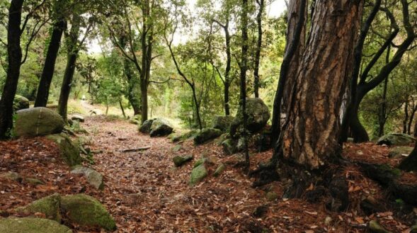 Excursió de Marxa Nòrdica a Sant Hilari de Sacalm