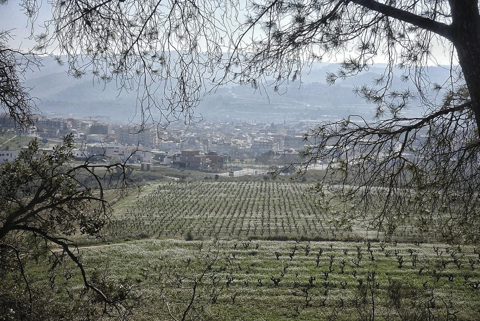 Excursió de Marxa Nòrdica al Bosc de Can Mestres