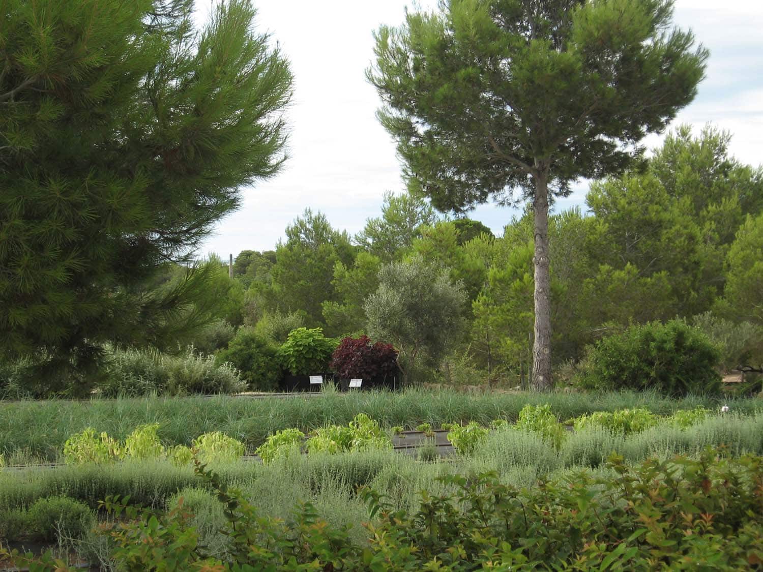 El Jardi Botànic Ecoherbes Park i L