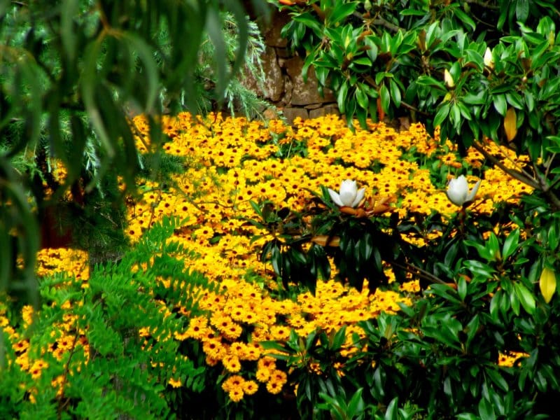 Cicle Descobrir Barcelona - Els Jardins desconeguts de Montjuïc