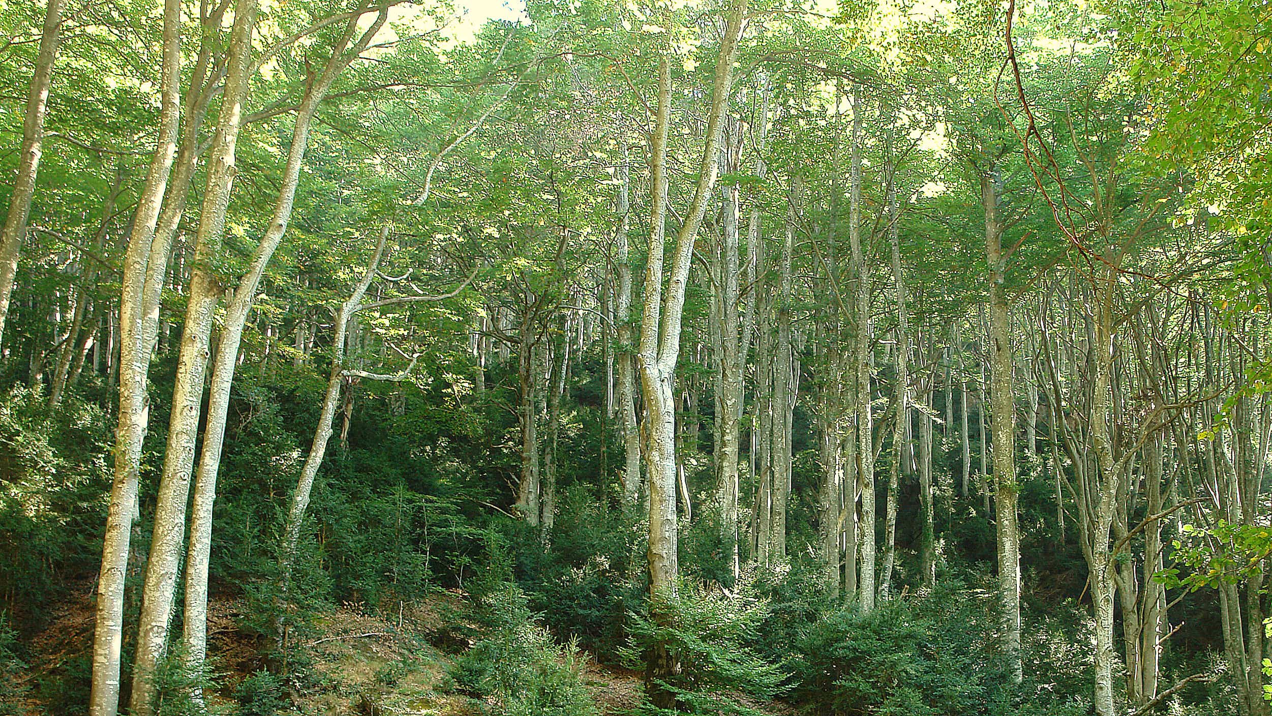 La fageda de la Grevolosa