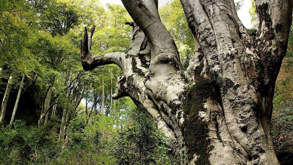 La fageda de la Grevolosa