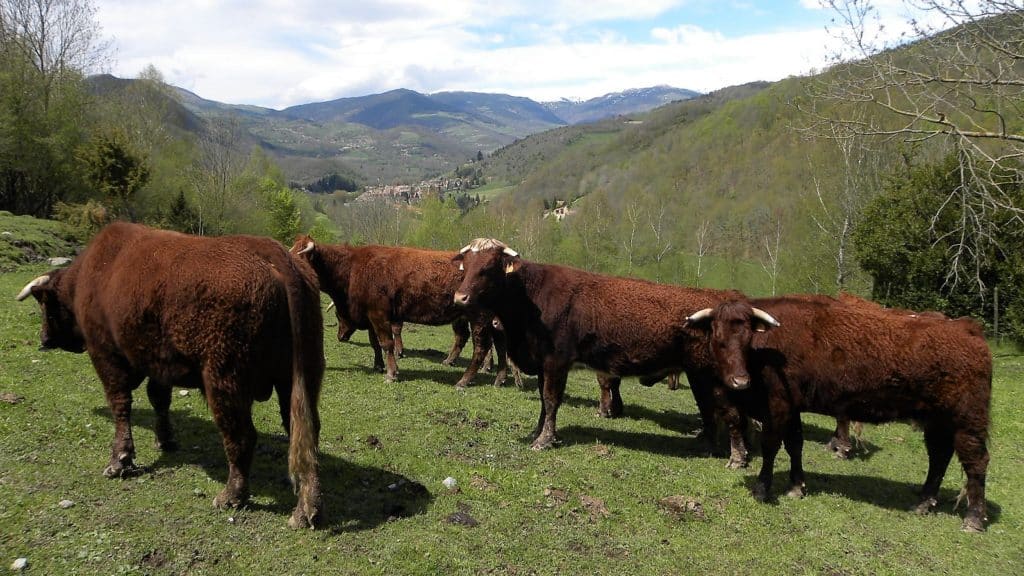 La Vall de Camprodon