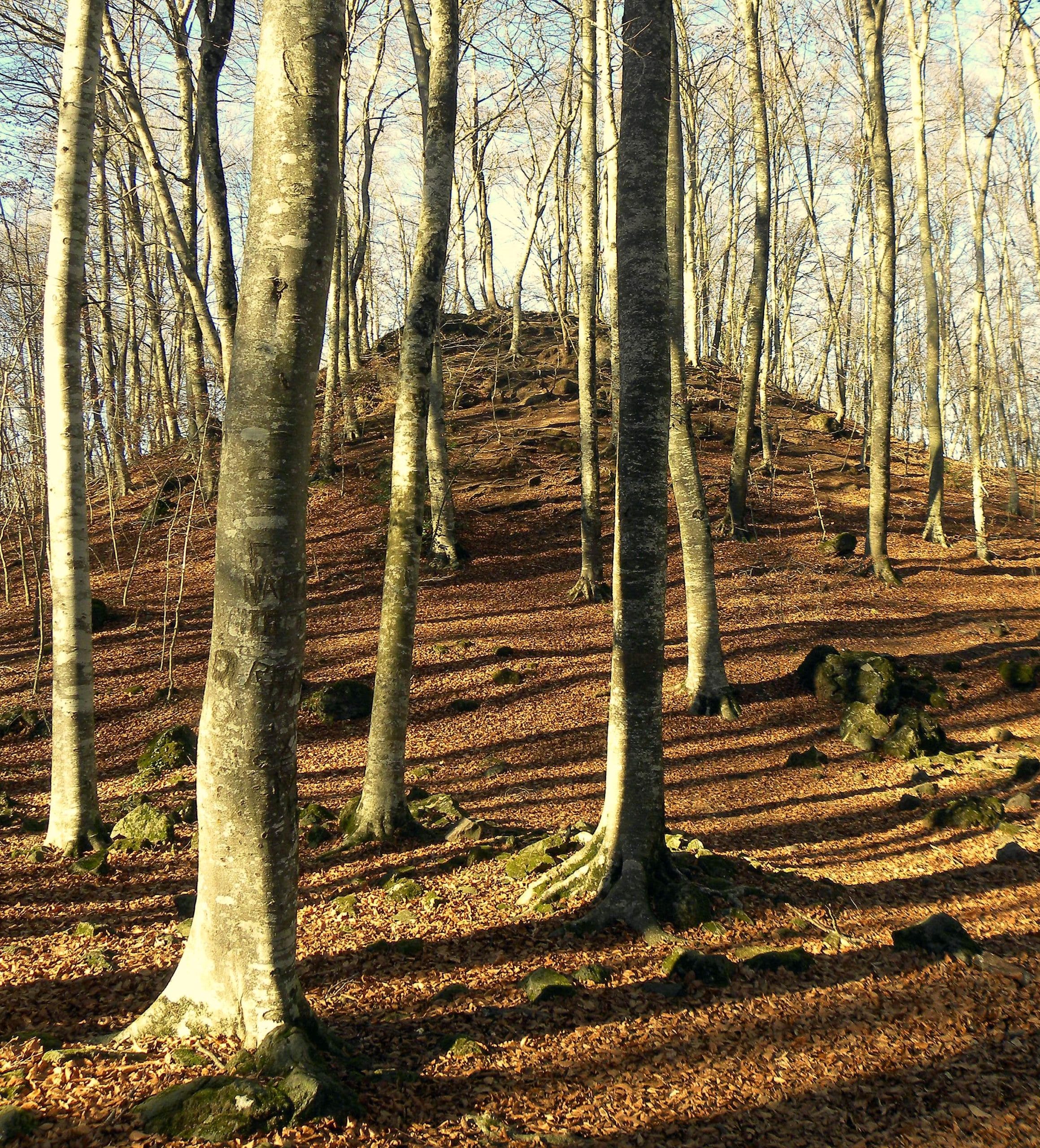 Terra de Volcans, de Sant Joan les Fonts a Olot