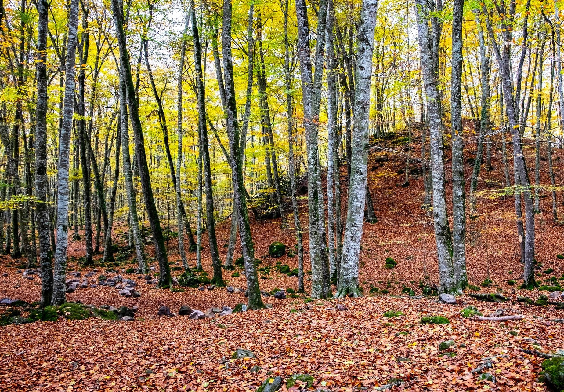 Natura als boscos de la Fageda d'en Jordà - 09/11/24 - 8h - Centre Europeu