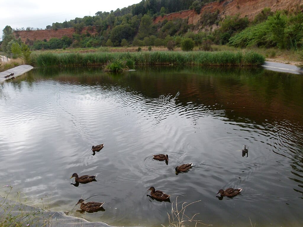 Sabadell i el Parc Fluvial del riu Ripoll – 17/09/25 – 10 h