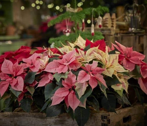 Modernisme i Jardineria de Nadal al Vallès Oriental – 14/12/25 – 9h