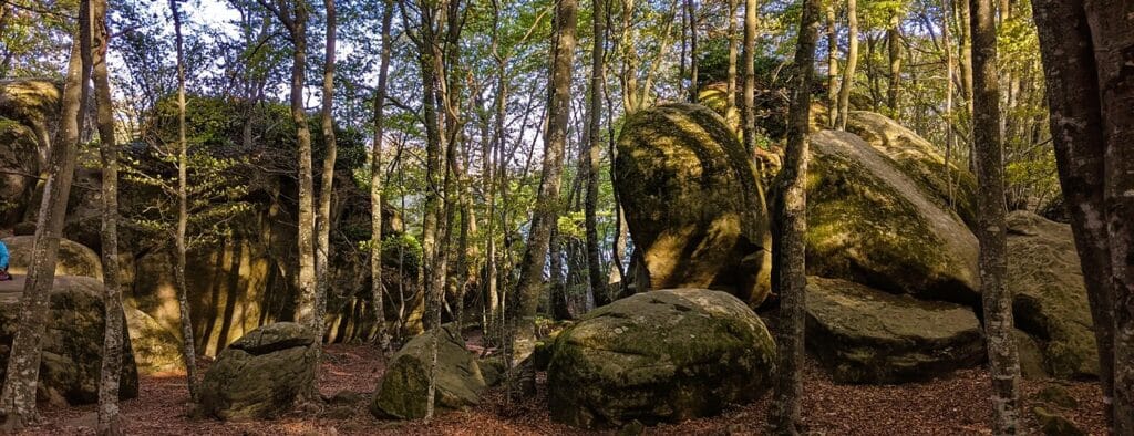 Natura al Bosc de les Roques Encantades de Sant Feliu de Pallerols – 18/10/25 – 8h